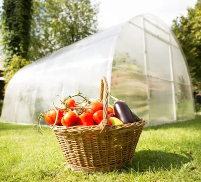 теплица из недорогого поликарбоната